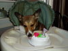 The baby in her highchair.