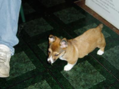 Tegan at 8 weeks old